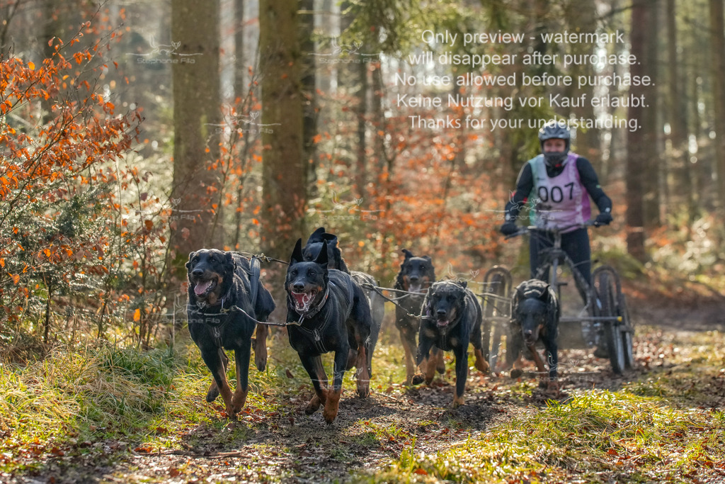 So_Gespanne-19 | stephaniefillaphotographie - Realisiert mit Pictrs.com