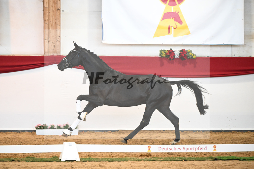 Kat-Nr. 33 Glamourdale x Vitalis_Beckmann_43231007 | hf-fotografie - Realisiert mit Pictrs.com