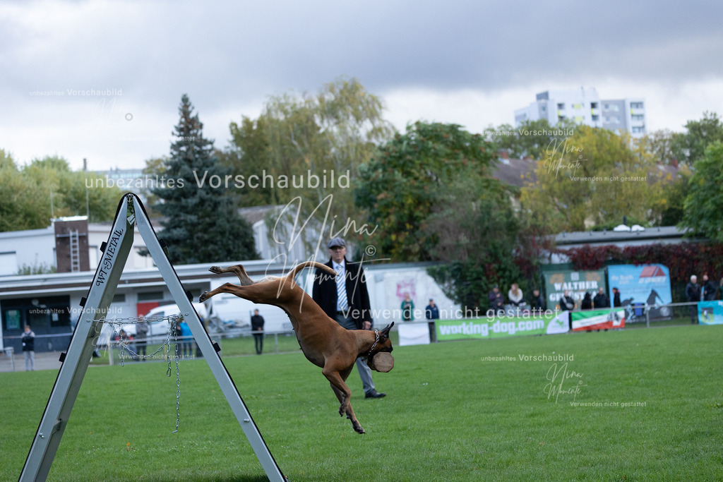 _16A4772 | Einzigartige Fotos von Hunden & Menschen –Actionfotos, Portraits, Vereinsaufnahmen & Paarshootings – authentisch, lebendig & mit Herz.