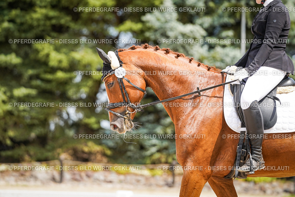 DSC03274 | Pferdegrafie