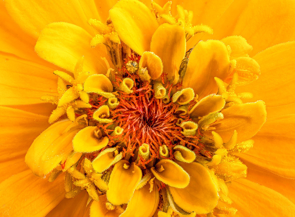 Zinnia Yellow | Fotos in hoher Qualität, extrem scharf, viele schöne Details mit leuchtenden Farben. Blütenbilder für Zuhause, Praxis, Kanzlei oder Büro. Aufnahmen in Low Key, nahezu monochrom. Hochwertige Materialien: Alu Dibond, Hahnenmühle, Forex, Fotodrucke. - Realizzato con Pictrs.com