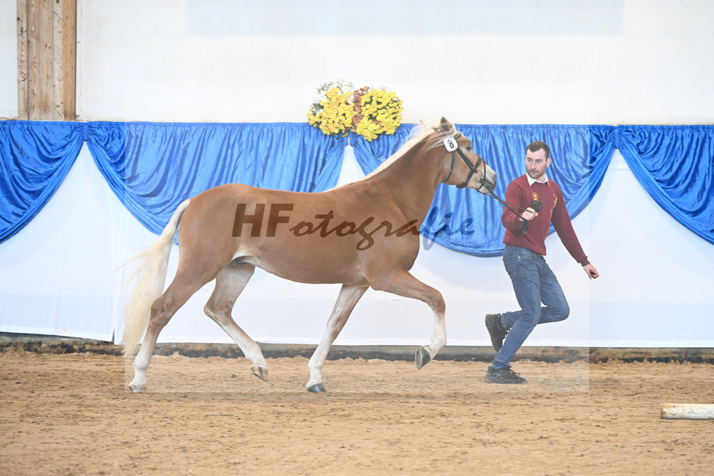 Kat-Nr. 8 Angelo Mio v. Amore Mio_Brielmeier_48250871 | hf-fotografie - Realisiert mit Pictrs.com