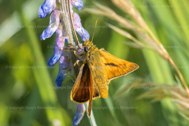 202021 | Tierfotografie, Tierkalender, Tierbilder, Insekten, Spinnen, Vögel, Schmetterling, Libellen, Leinwand, Colorkey, Qualität, Geschenkartikel, Geschenk - Realisiert mit Pictrs.com