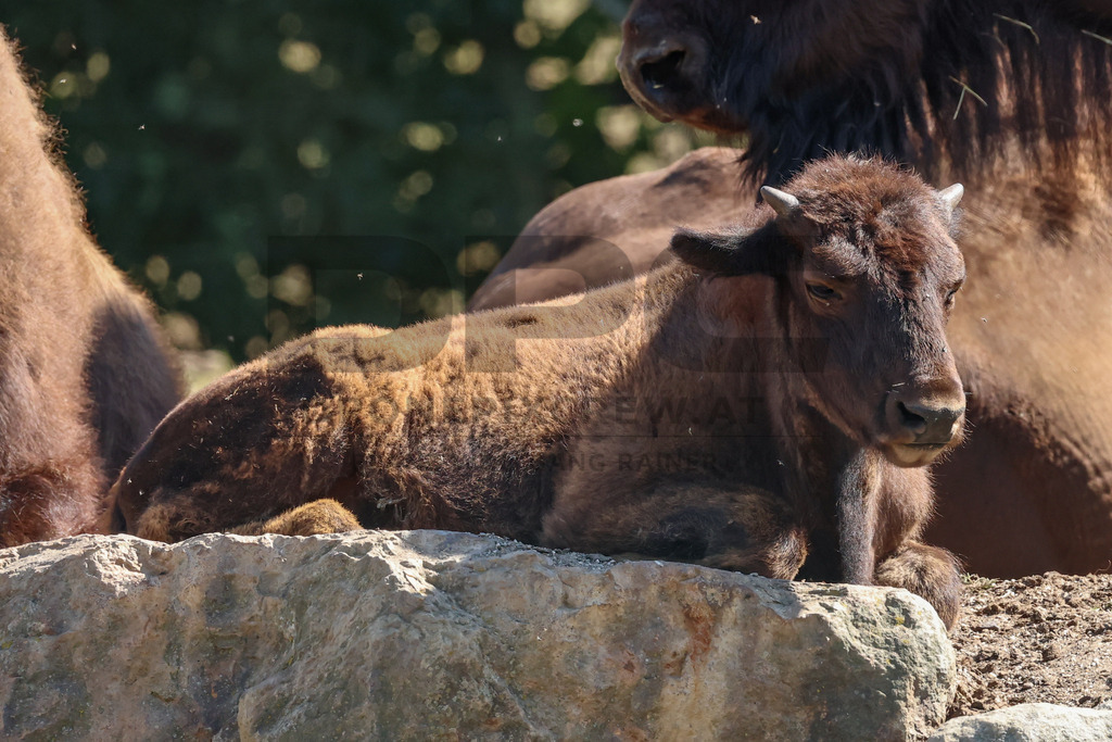 Bisons at Tierpark Herberstein // Bisons im Tierpark Herberstein | Bisons at Tierpark Herberstein in Styria, Austria. The scene shows the powerful animals in their enclosure and highlights their impressive appearance, calm presence and natural behavior in the zoo environment. // Bisons im Tierpark Herberstein in der Steiermark, Österreich. Die Szene zeigt die kraftvollen Tiere in ihrem Gehege und hebt ihr eindrucksvolles Erscheinungsbild, ihre ruhige Präsenz und ihr natürliches Verhalten im Tierpark hervor. - Realisiert mit Pictrs.com