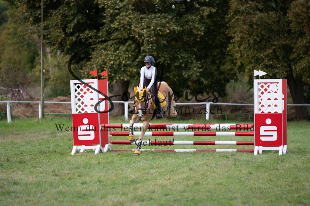 A7V06456 | Pferdefotograf