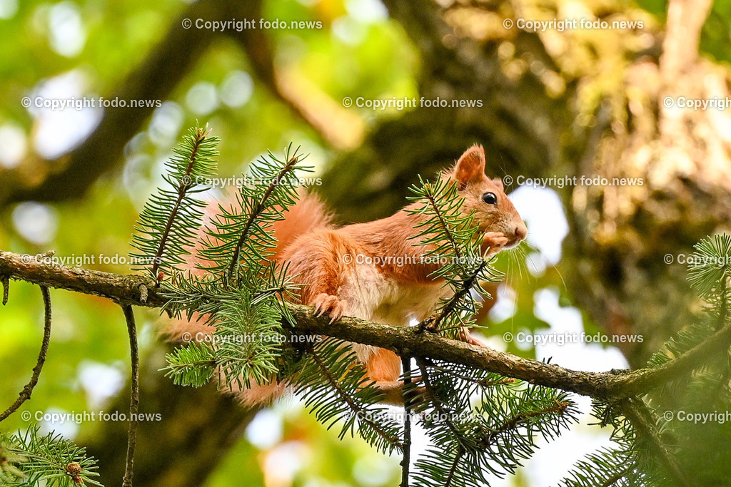 Eichhoernchen_ Wildtier_ Waldbewohner_ 26.10.2024-3 | 26.10.2024, Linz, AUT, Tiere im Bild Eichhoernchen, Wildtier, Waldbewohner Die Eichhoernchen (Sciurus) sind eine Gattung der Baumhoernchen (Sciurini) innerhalb der Familie der Hoernchen (Sciuridae). Ein auffälliges Merkmal ist der hochgestellte buschige Schwanz. Die in Mitteleuropa bekannteste Art ist das Eurasische Eichhoernchen, das gemeinhin einfach als Eichhoernchen bezeichnet wird. Alle Eichhoernchen sind Waldbewohner. Quelle: Wikipedia