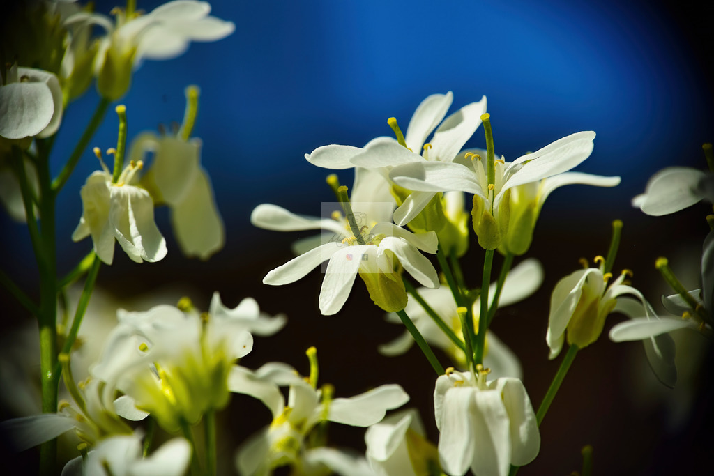 Makro - floral (25) | Buche Fotoshootings und entdecke hochwertige Fotoprodukte bei Mathias Ku Photos. Personalisiert, kreativ & mit Liebe zum Detail. Jetzt informieren! - Realisiert mit Pictrs.com