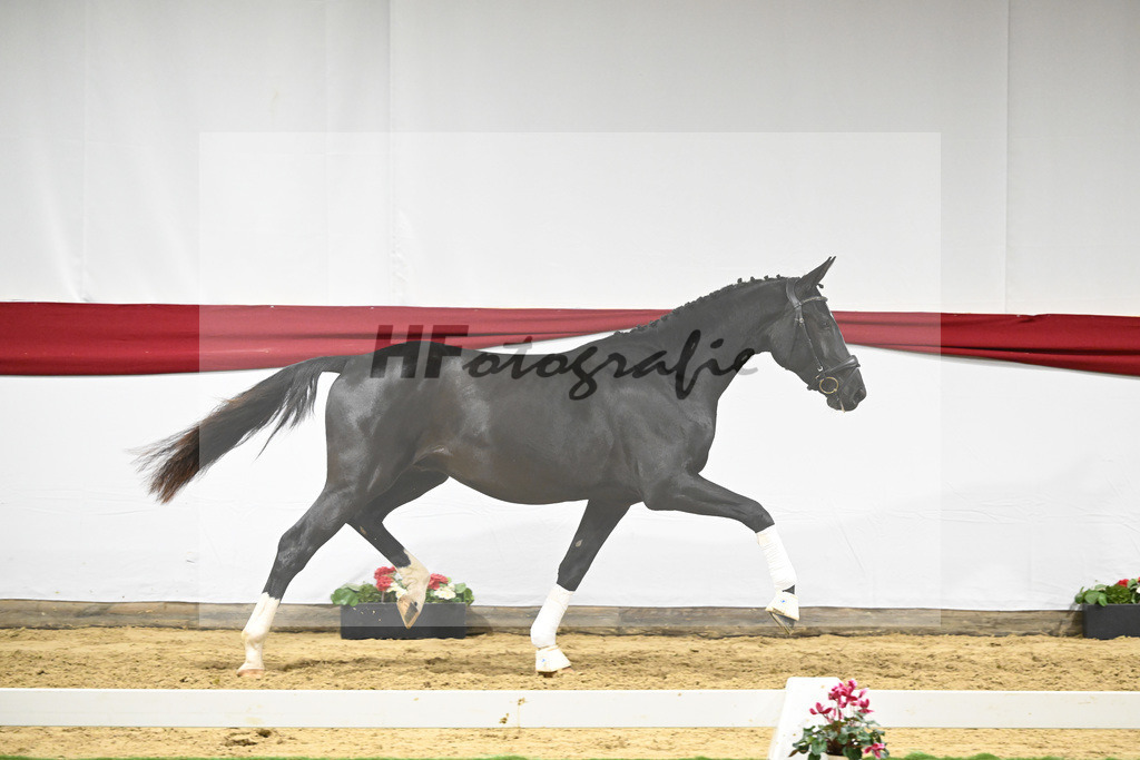 Kat-Nr. 70 v. DSP Bohemian_Kircher-Eckardt_63222019 | hf-fotografie - Realisiert mit Pictrs.com