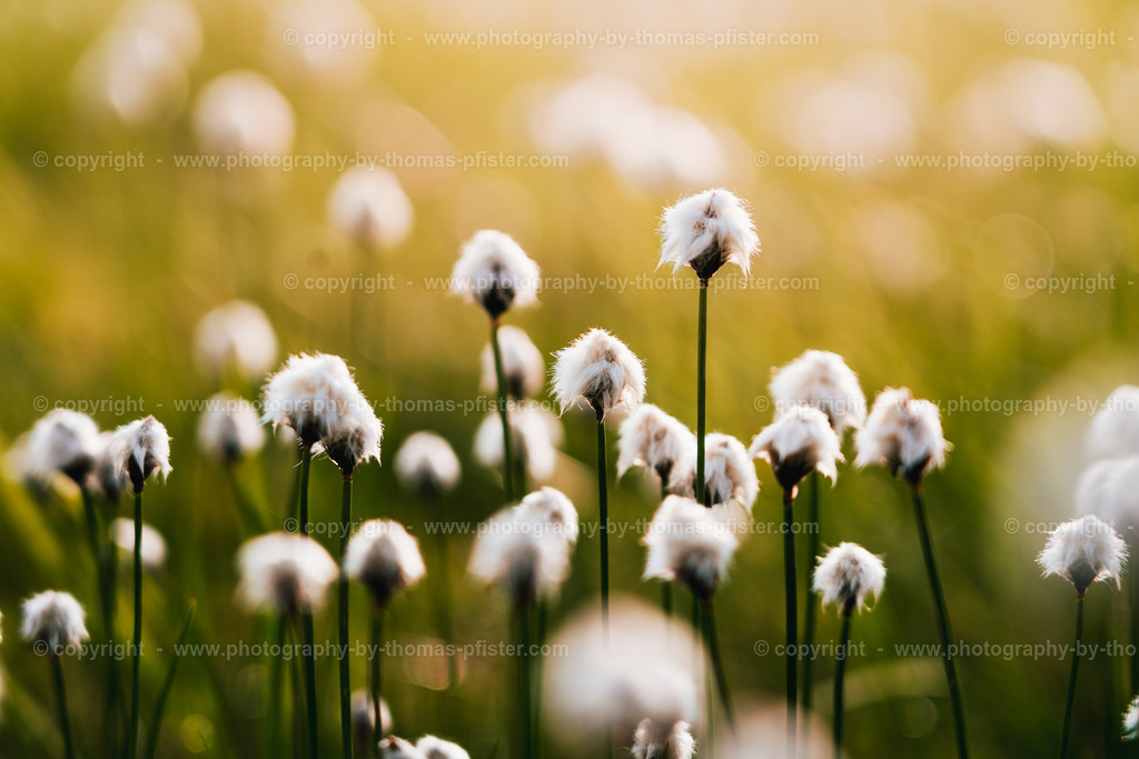 Wollgras Oberer Gerlossee copyright  Thomas Pfister-1 | PHOTOGRAPHY BY THOMAS PFISTER