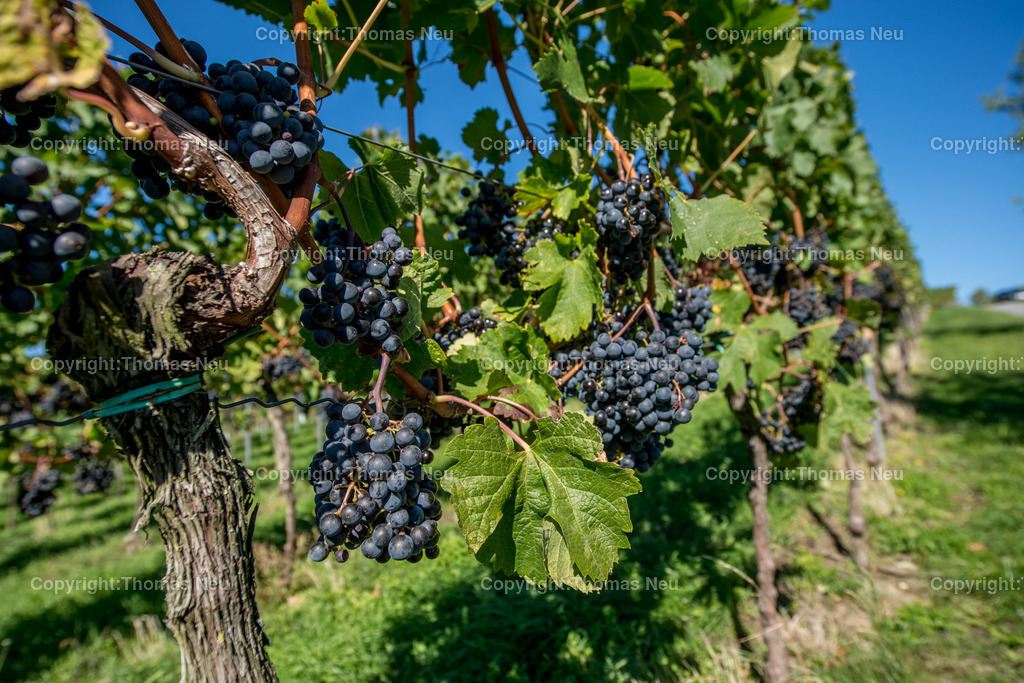 Trauben | ,, Bild: Thomas Neu