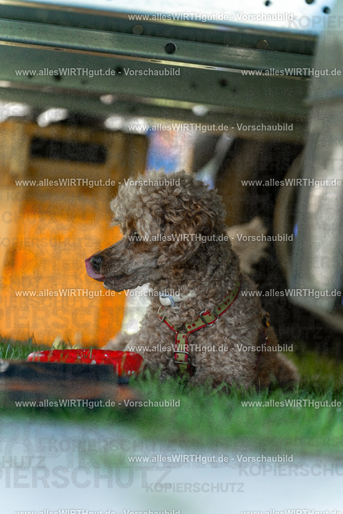 Hundeschwimmen_Volksbad_2026-allesWIRTHgut_Tierfotografie-2609061111-102108-7R509485 | Professionelle Tierfotografie in Mönchengladbach von Daniel Wirth (allesWIRTHgut). Liebevolle & natürliche Bilder von Hunden & Katzen für unvergessliche Erinnerungen.