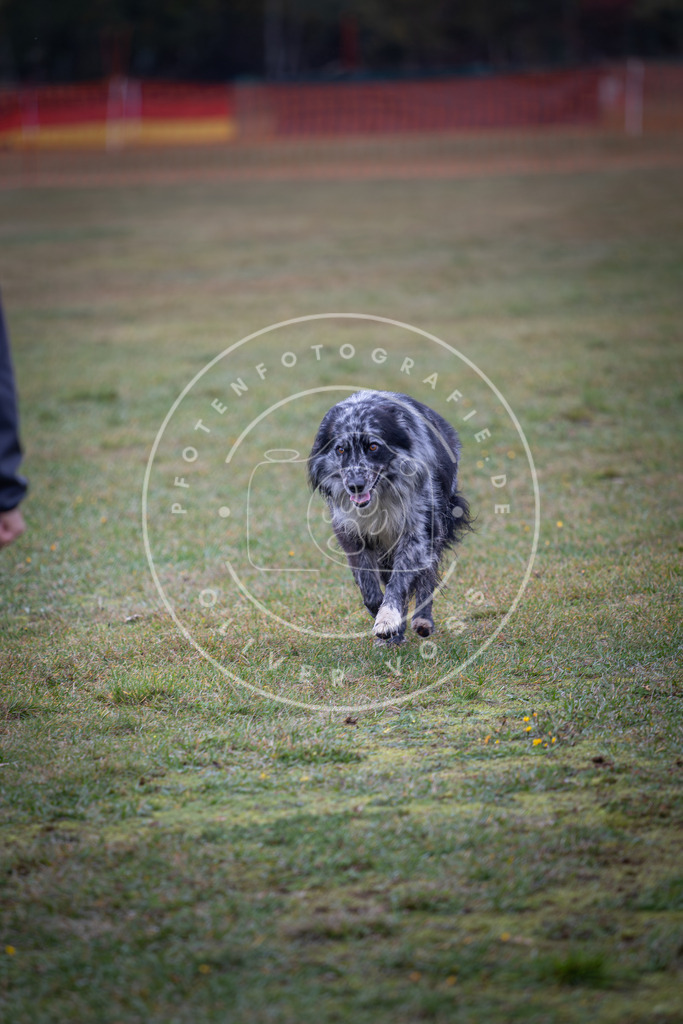 Pfotenfotografie_DV3A9442 | Hundefotografie, Tierfotograf, Pfotenfotografie, Fotoshooting Hund, Hunde Portrait, Hundesport, Hundeportraits, Heideshooting, Hunde, Sportfotograf, Hundefotograf, Turnierhundsport, THS,  - Realisiert mit Pictrs.com