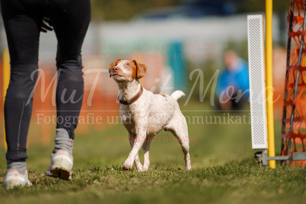 20250928_Hunderennen-410 | MuT (Mensch und Tier) mit Mona - Fotografie und Tierkommunikation - Realisiert mit Pictrs.com