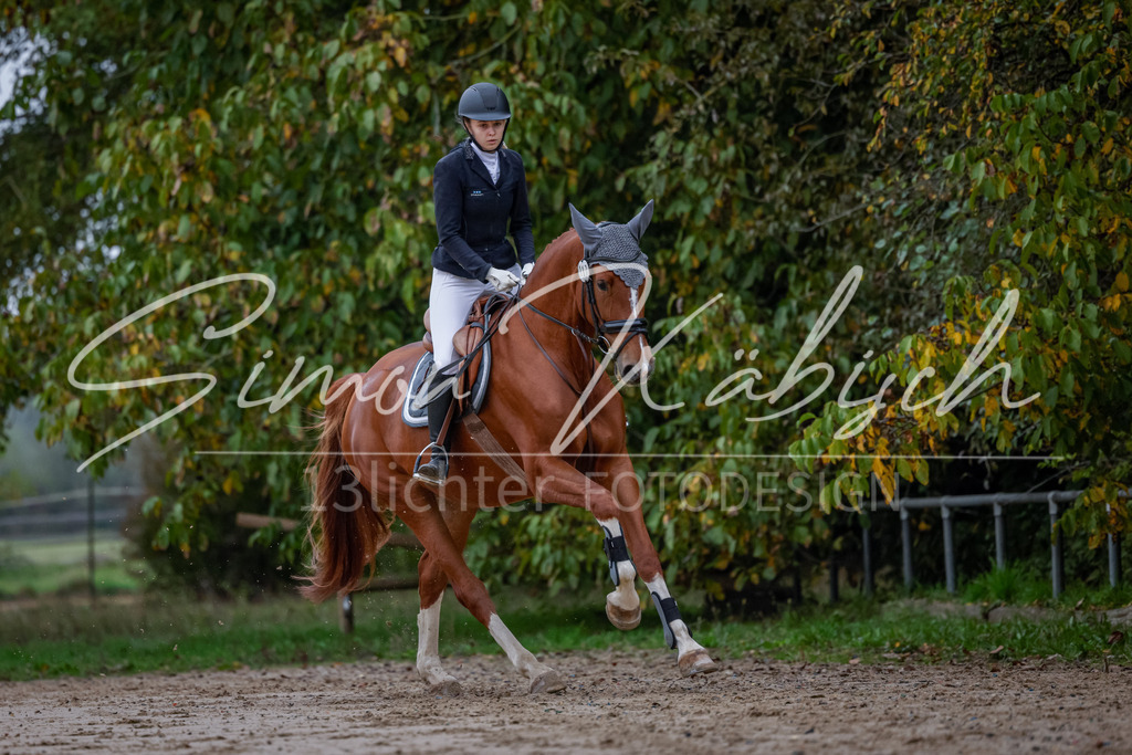 20251012-_3LI2653 | Tierfotografie Pferde, Hunde, Katzen, Haustiere.
Turnierfotografie Reitturniere, Reiten, Springreiten, Dressur in Hanau, dem Main-Kinzig-Kreis und dem Rhein-Main- Gebiet um Frankfurt