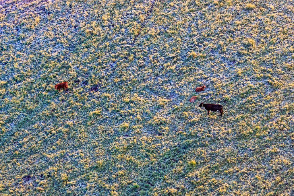 Luftbild: Weidende Rinder im Naturschutzgebiet Billigheimer Bruch im Ortsteil Mühlhofen in Billigheim-Ingenheim im Bundesland Rheinland-Pfalz in Deutschland. Foto: IMG_64528.jpg vom 04.05.2014 durch Werner Riehm/FLY-FOTO.de