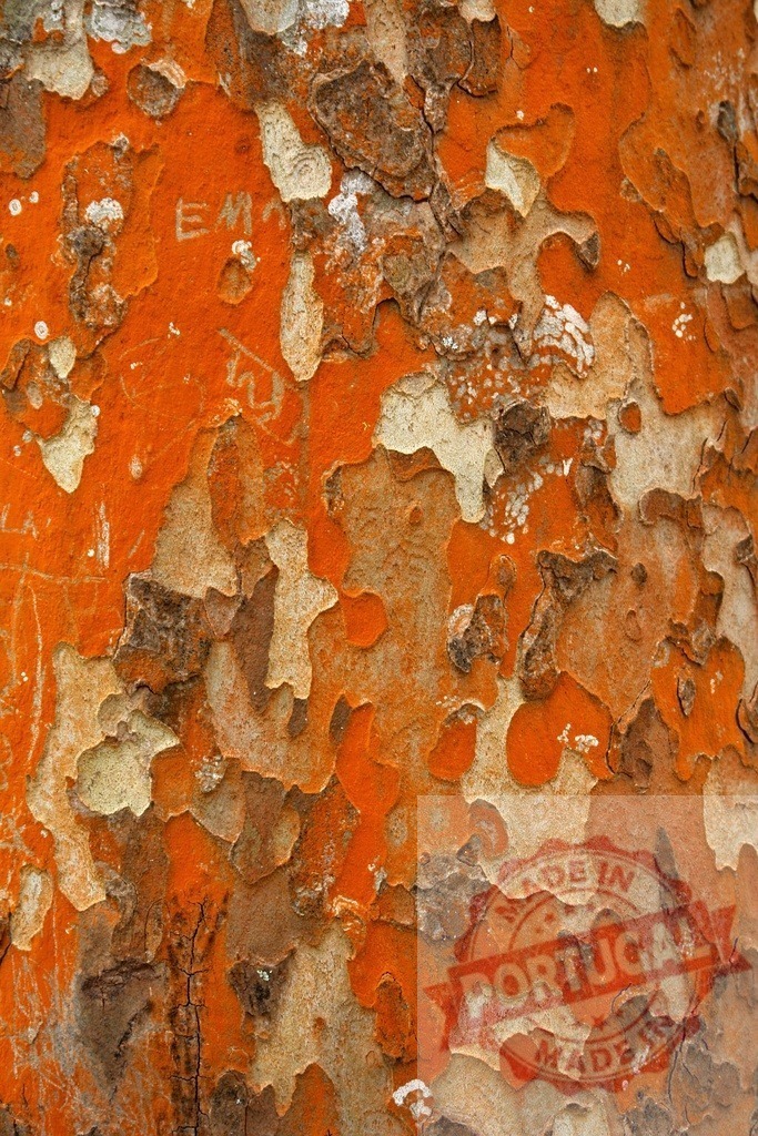 Orange and brown bark creating an abstract natural pattern | Close-up view of a tree trunk revealing a vibrant and textured surface with peeling bark in shades of orange and brown - Realisiert mit Pictrs.com