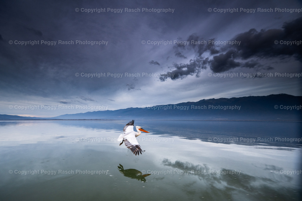Pelikane weit 2024 (6 von 9) | PeggyRaschPhotography - Realisiert mit Pictrs.com