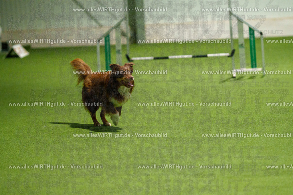 7R508968 | Professionelle Tierfotografie in Mönchengladbach von Daniel Wirth (allesWIRTHgut). Liebevolle & natürliche Bilder von Hunden & Katzen für unvergessliche Erinnerungen.