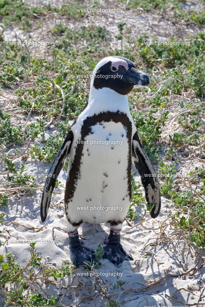 African Penguin - RSA 2025 | west photography - Realisiert mit Pictrs.com