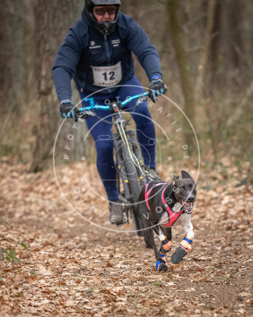 Pfotenfotografie_DV3A6395 | Hundefotografie, Tierfotograf, Pfotenfotografie, Fotoshooting Hund, Hunde Portrait, Hundesport, Hundeportraits, Heideshooting, Hunde, Sportfotograf, Hundefotograf, Turnierhundsport, THS,  - Realisiert mit Pictrs.com