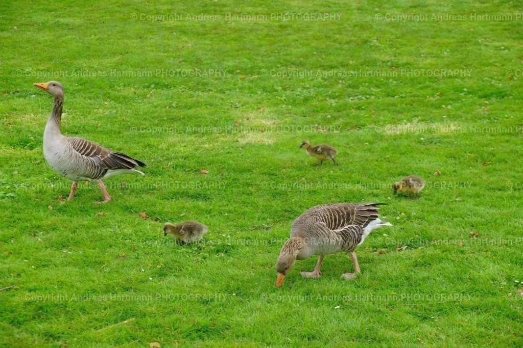 Graugänse  Familie | Graugänse  Familie im Schlosspark Gravenstein - Realisiert mit Pictrs.com
