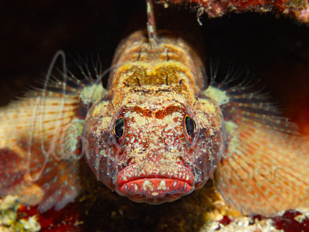 Gobius cruentatus | Redmouthed goby / Rotmaulgrundel / Gobo de hocico rojo - Realisiert mit Pictrs.com