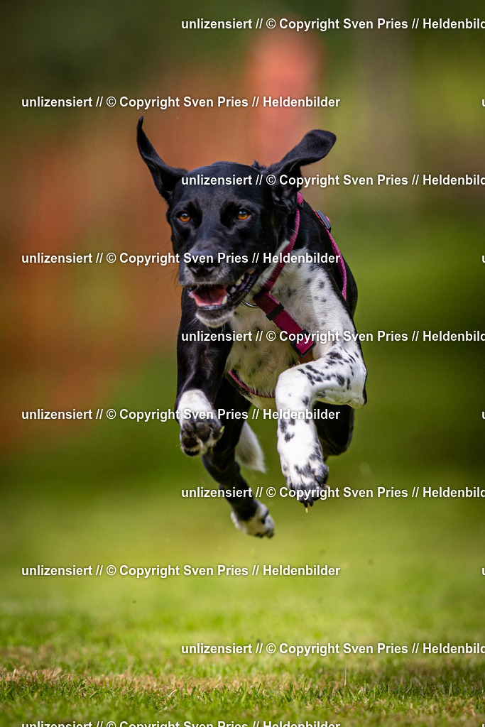 Sven Pries | 2024-09-22 - Hunderennen Baden-BadenPudelverein - Realisiert mit Pictrs.com