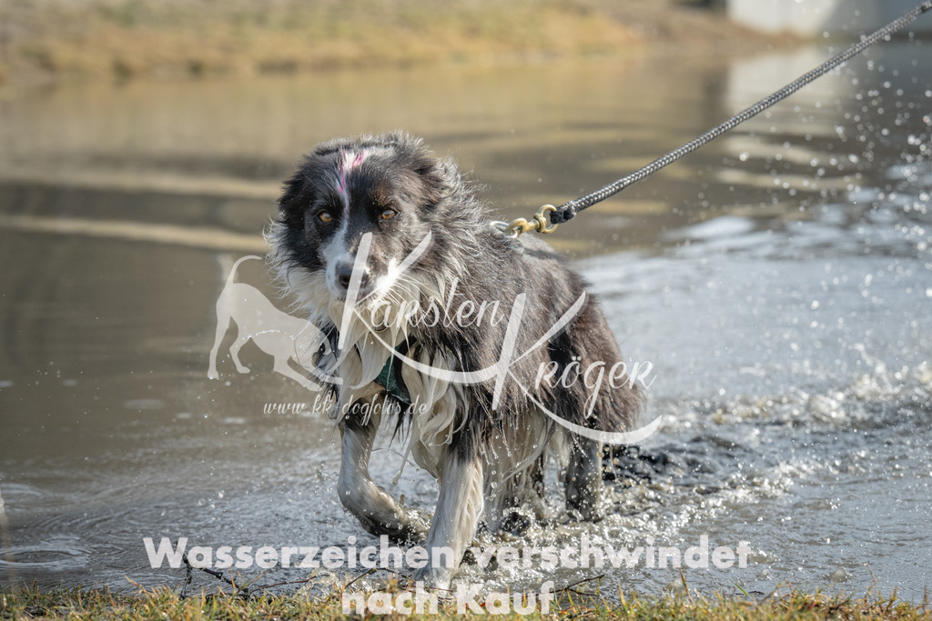 1042_ZZ99279 | kk-dogfotos