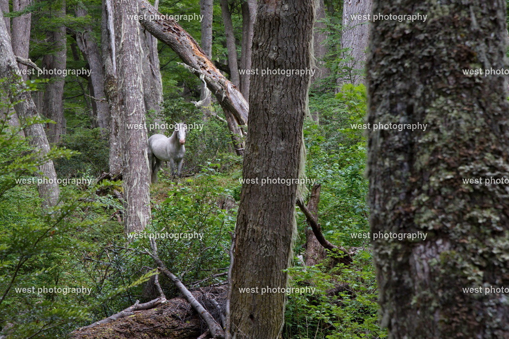 White Horse in the Forest 1 - ARG 2014 | west photography - Realisiert mit Pictrs.com