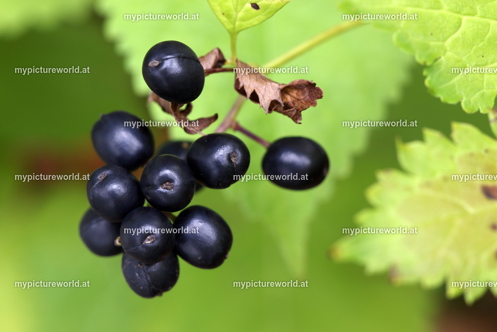 Christophskraut-004 | Das Bilderarchiv über Tiere, Planzen und Landschaften. In der Bilddatenbank finden Sie ein große Auswahl an hochwertigen Bilder für Ihre Werbung - Realized with Pictrs.com
