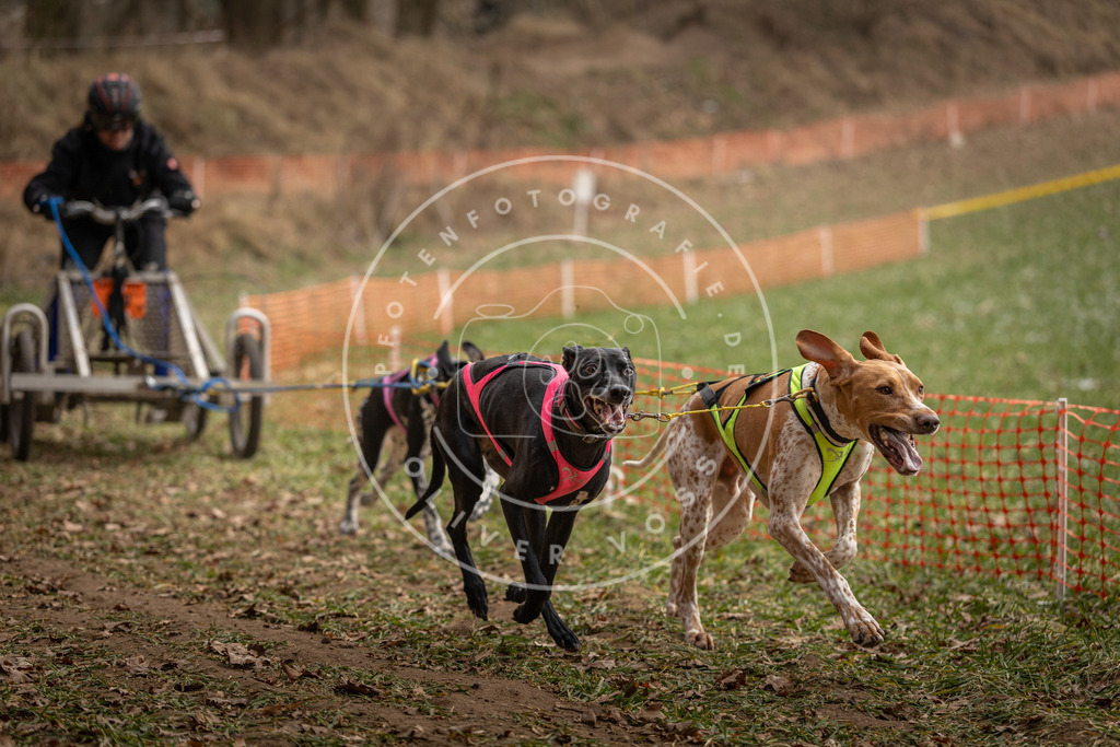 Pfotenfotografie_DV3A8293 | Hundefotografie, Tierfotograf, Pfotenfotografie, Fotoshooting Hund, Hunde Portrait, Hundesport, Hundeportraits, Heideshooting, Hunde, Sportfotograf, Hundefotograf, Turnierhundsport, THS,  - Realisiert mit Pictrs.com