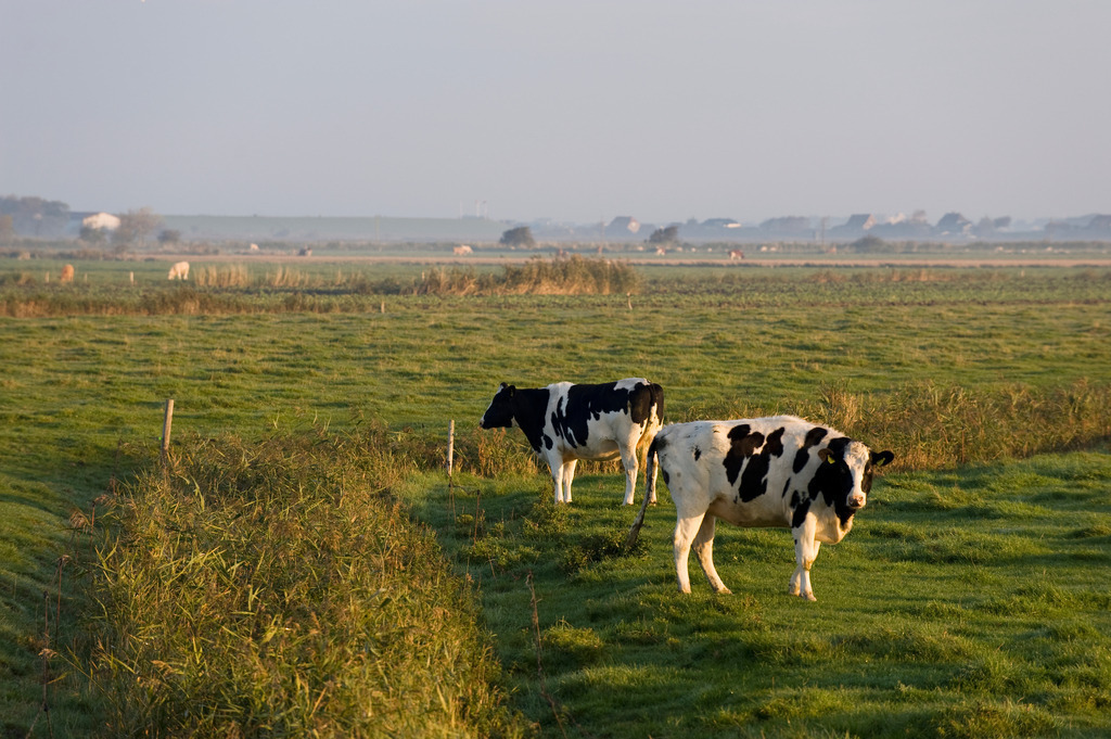 weidende Kuehe | Europa, Deutschland, Schleswig-Holstein, Norderhafen, weidende Kuehe - Realisiert mit Pictrs.com