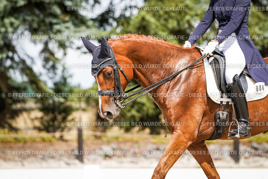 DSC06330 | Pferdegrafie