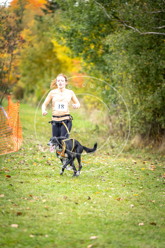 Pfotenfotografie_DV3A1877 | Hundefotografie, Tierfotograf, Pfotenfotografie, Fotoshooting Hund, Hunde Portrait, Hundesport, Hundeportraits, Heideshooting, Hunde, Sportfotograf, Hundefotograf, Turnierhundsport, THS,  - Realisiert mit Pictrs.com