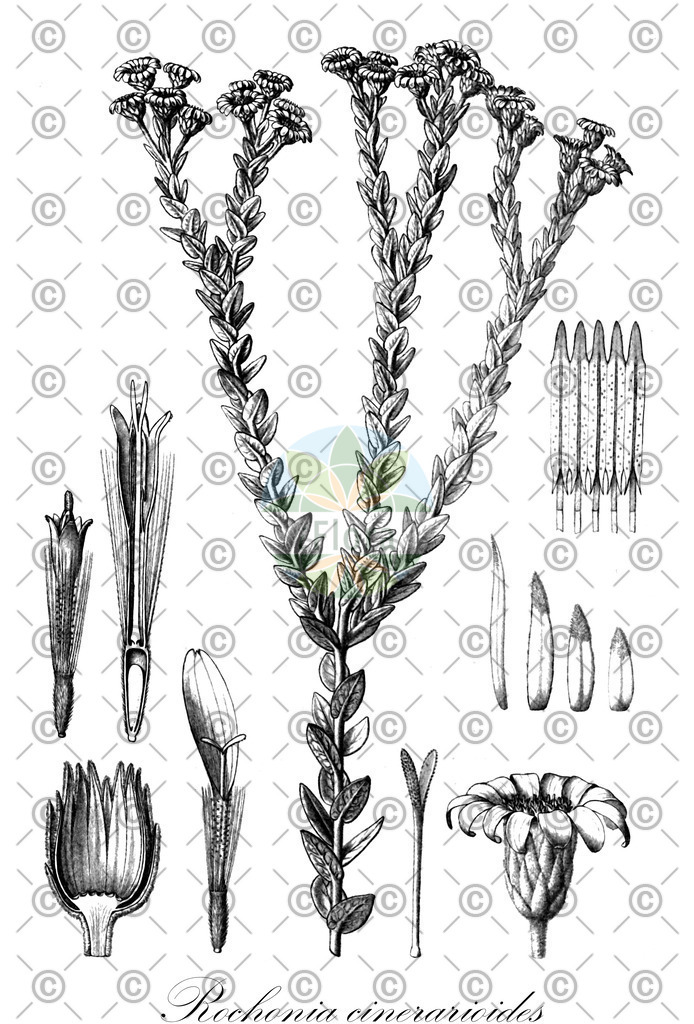 HistAbb_wfo-0000297440_1_ENZY_Simple | Historische Abbildung von Rochonia cinerarioides - Asteraceae | Historical Illustration of Rochonia cinerarioides - Asteraceae