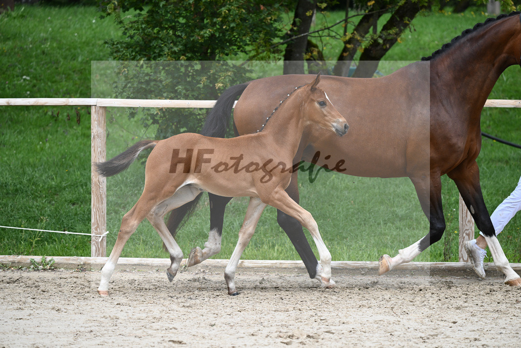 Kat-Nr. 32 HF Be my Dancer_Gut Schornreut Rieder_25230592 | hf-fotografie - Realisiert mit Pictrs.com