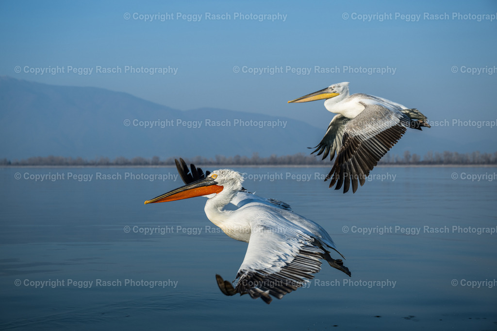 Pelikan_2023 (16) | PeggyRaschPhotography - Realisiert mit Pictrs.com