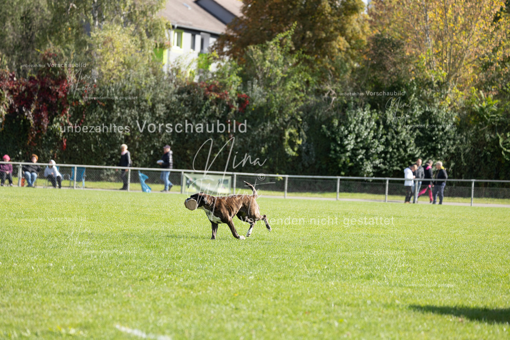 _16A6985 | Einzigartige Fotos von Hunden & Menschen –Actionfotos, Portraits, Vereinsaufnahmen & Paarshootings – authentisch, lebendig & mit Herz.