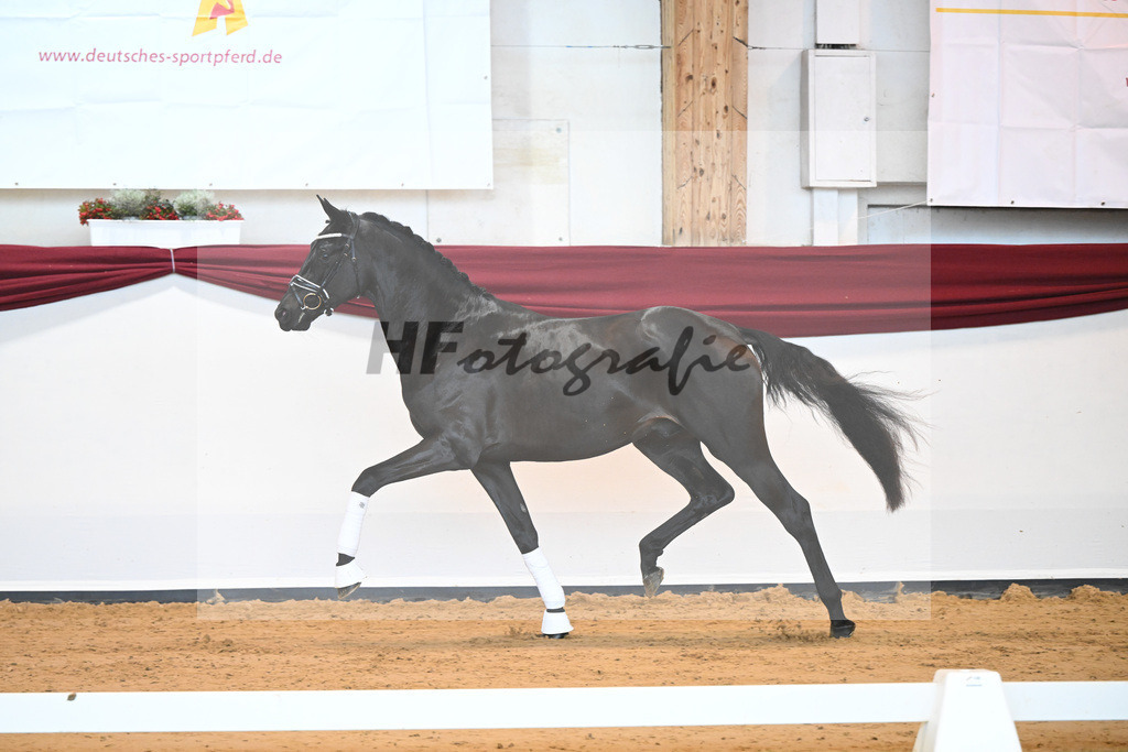 Kat-Nr. 6 v. Bohemian_Albert_66221540 | hf-fotografie - Realisiert mit Pictrs.com