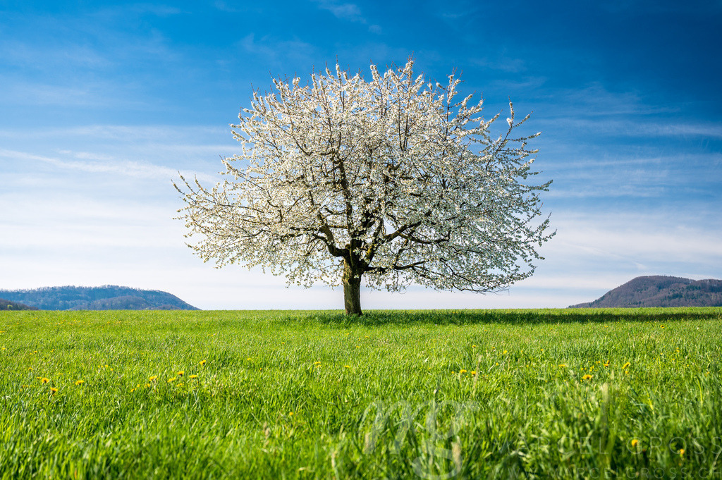 perfect blooming cherry tree on a green field in Baselland | Die ideale Geschenkidee für Naturliebhaber. Naturbilder von Marcel Gross Photography für ihr Zuhause in den verschiedensten Formaten und Materialien. - Realisiert mit Pictrs.com