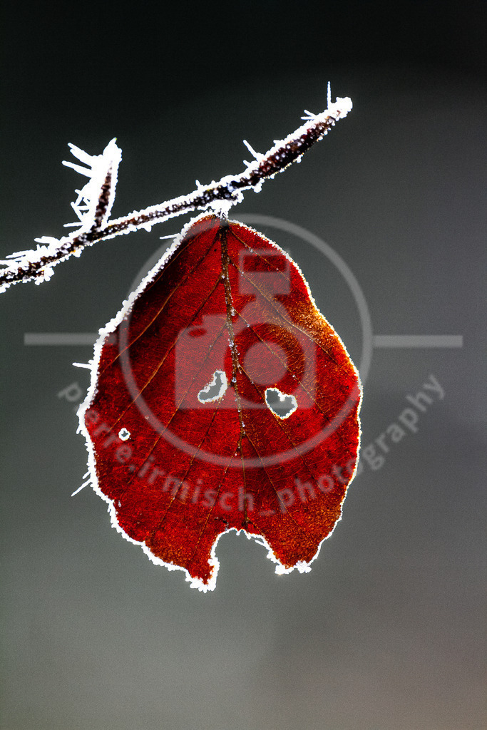 Pierre-0367 | pierre-irmisch-photography.de