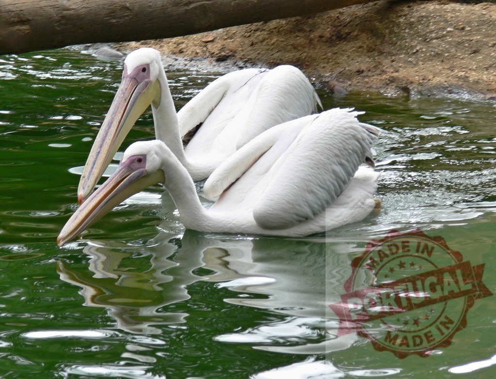 Two pelicans swimming in green water with reflections | Two white pelicans swimming next to each other reflecting on emerald green water - Realisiert mit Pictrs.com