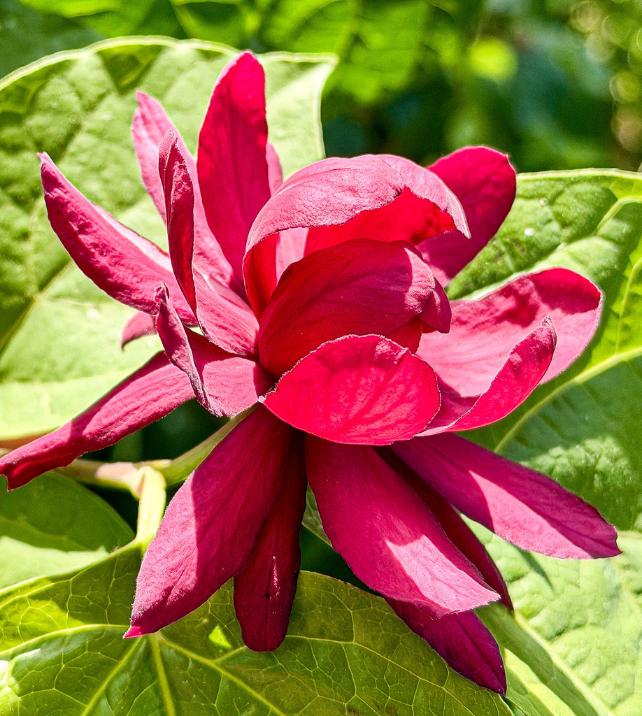 Exotic Calycanthus – Abstraktes Botanik-Wandbild & Fine Art Print | Ein farbgewaltiges Spektakel der Natur, festgehalten in vollendeter Makro-Präzision. Diese exklusive Fotokunst zeigt die filigrane, tiefrosa Blüte eines exotischen Gewürzstrauchs (Calycanthus) im strahlenden Sonnenlicht. Das hypnotische Zusammenspiel aus den intensiv leuchtenden, samtigen Blütenblättern und dem sanft fließenden, grünen Hintergrund erzeugt eine moderne, lebendige Ästhetik. Ein absolut elegantes Statement-Piece, das eine frische, avantgardistische Atmosphäre in anspruchsvolle Räume bringt.Material-Empfehlung: Für dieses strahlende, florale Kunstwerk empfehle ich ganz klar den Druck hinter glänzendem Acrylglas. Das Acrylglas intensiviert die Leuchtkraft des Pinks, maximiert die Tiefenwirkung der botanischen Schichten und verleiht dem Motiv ein makelloses, edles Galerie-Finish.Bringen Sie moderne Naturästhetik in Ihre Räume und sichern Sie sich dieses exklusive Wandbild modern für Ihre stilvolle Wandgestaltung.[Archiv-Nr. #0112] - Realisiert mit Pictrs.com