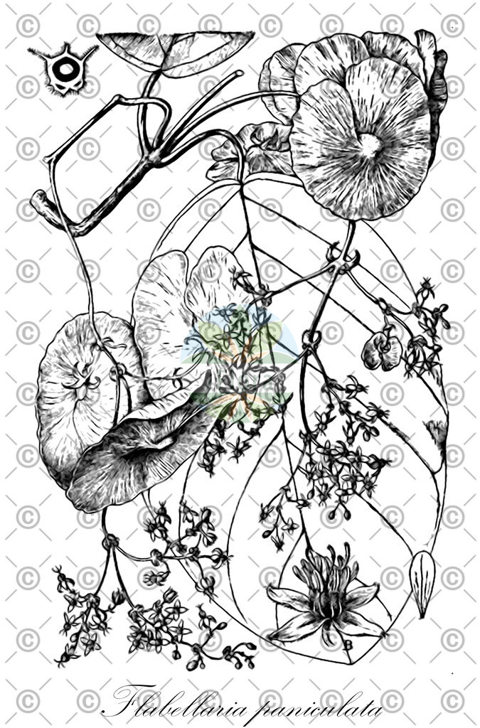 HistAbb_wfo-0000424775_1_ENZY_Simple | Historische Abbildung von Flabellaria paniculata - Malpighiaceae | Historical Illustration of Flabellaria paniculata - Malpighiaceae