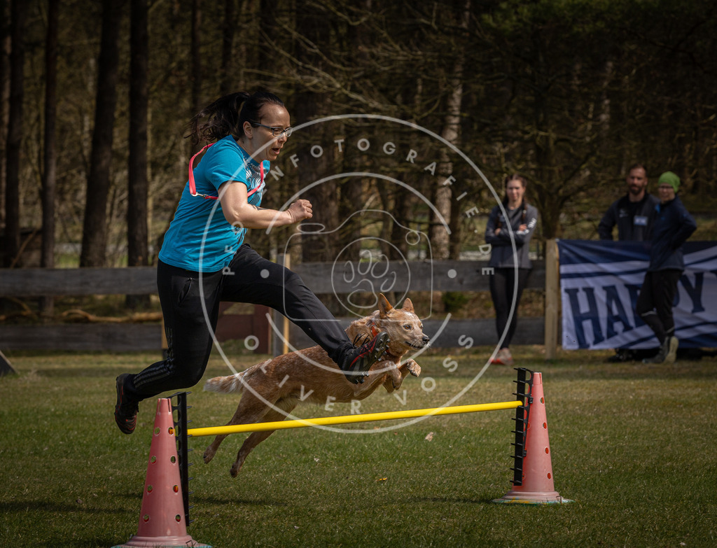 Pfotenfotografie_DV3A3916 | Hundefotografie, Tierfotograf, Pfotenfotografie, Fotoshooting Hund, Hunde Portrait, Hundesport, Hundeportraits, Heideshooting, Hunde, Sportfotograf, Hundefotograf, Turnierhundsport, THS,  - Realisiert mit Pictrs.com