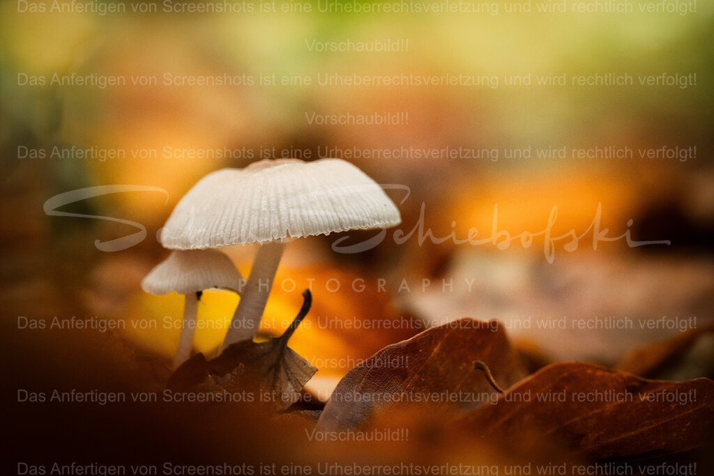 Behütet | People- und Tierfotografie, Imageaufnahmen, Veranstaltungsfotografie und Wandbilder aus der Natur ★ Made in Germany ✔️ Druck + Downloads ✔️ Naturfotografie in Top Qualität ★ schneller Versand, weltweite Lieferung! - Realisiert mit Pictrs.com