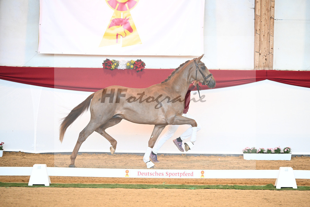 Kat-Nr. 18 D cinzano x Frenchman II_Heinrich_43230169 | hf-fotografie - Realisiert mit Pictrs.com