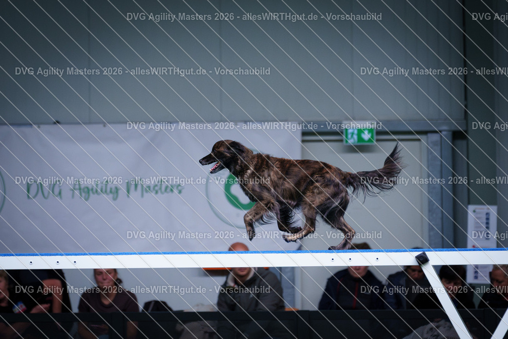 allesWIRTHgut_Tierfotografie-DVG_Agility_Masters_2026-12_38-7R502668 | Professionelle Tierfotografie in Mönchengladbach von Daniel Wirth (allesWIRTHgut). Liebevolle & natürliche Bilder von Hunden & Katzen für unvergessliche Erinnerungen.