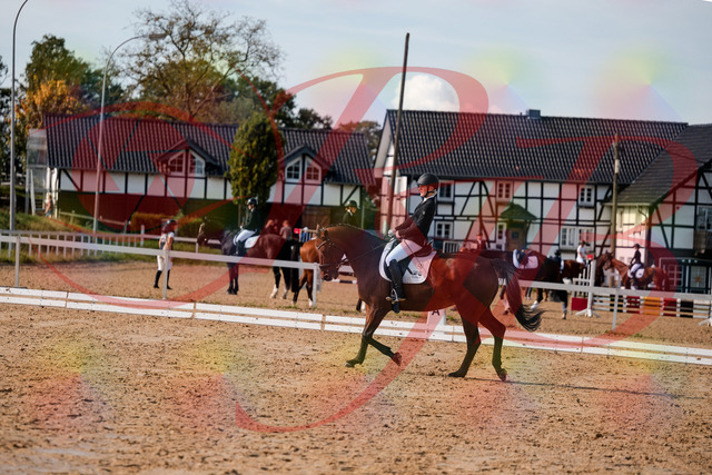 2026_10_03_Siefer-Hof_131021_Z63_72649520 | Professionelle Reitsport-, Turnier- und Eventfotografie von Robert Broda. Galerien mit ausgewählten und bearbeiteten Bildern direkt online ansehen und bestellen.