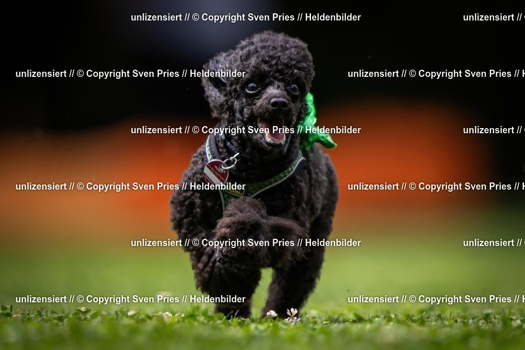 Sven Pries | 19. Allgemeines Hunderennen Karlsruhe Durlach - Realisiert mit Pictrs.com